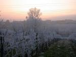 Ice on our vineyards at Monteberiot